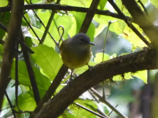 File:Arizelocichla tephrolaema 87719.jpg