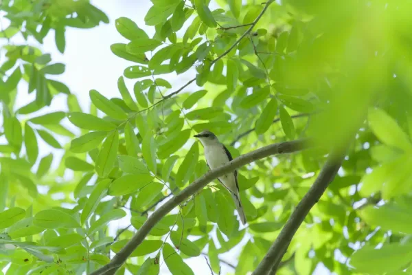 File:Pericrocotus cantonensis 01.jpg