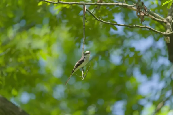 File:Pericrocotus cantonensis 02.jpg