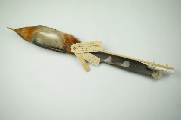 File:Red-billed Malkoha Zanclostomus javanicus (NML-VZ 31.12.14.33) collected from Bukit Kutu, Selangor, Malaysia in 1898.jpg
