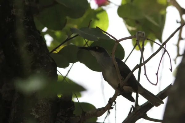 File:Gratre1 Cinclocerthia gutturalis Gray Trembler (16265441784).jpg