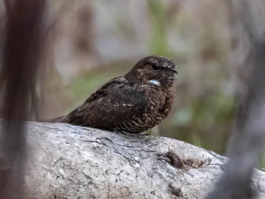 File:Nyctiprogne leucopyga Band-tailed Nighthawk; Arari, Maranhão, Brazil.jpg
