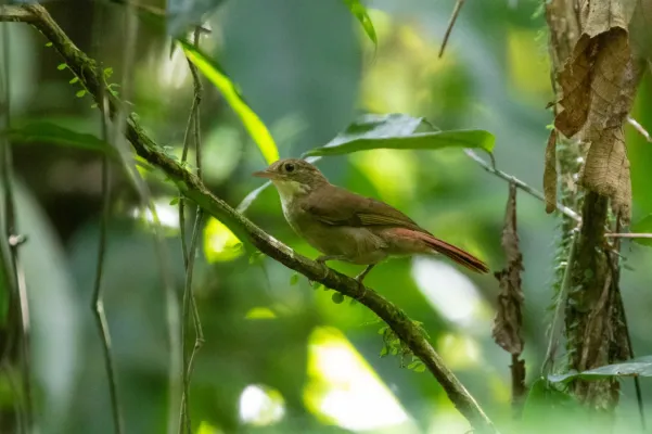 File:Automolus infuscatus 95308384.jpg