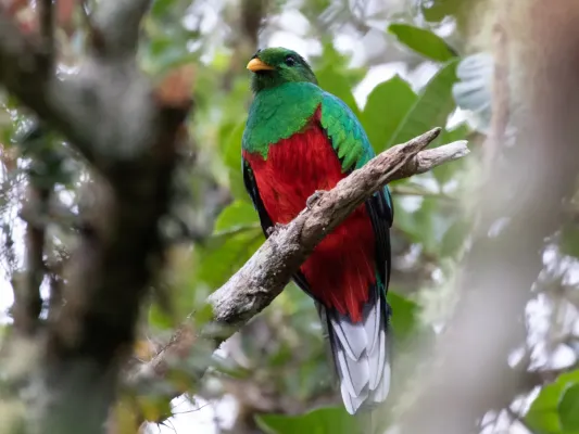 File:Pharomachrus fulgidus 47021927.jpg