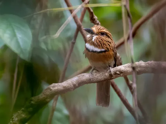 File:Malacoptila striata minor Lesser Crescent-chested Puffbird; Arari, Maranhão, Brazil.jpg