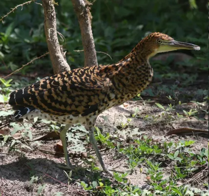 File:Tigrisoma fasciatum 114467780.jpg