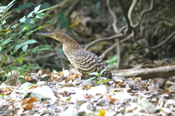 File:Tigrisoma fasciatum 58610109.jpg
