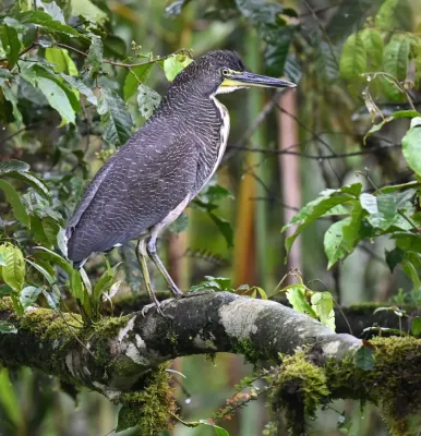 File:Tigrisoma fasciatum 258307472.jpg