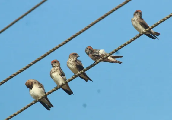 File:Streak-throated swallow ,Petrochelidon fluvicola.jpg