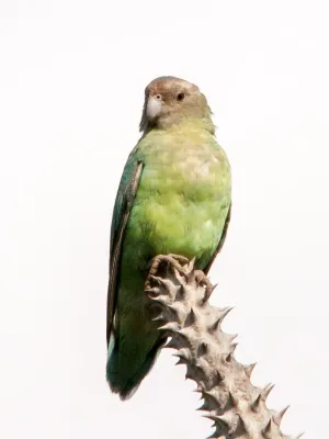 File:Agapornis canus 60586095.jpg