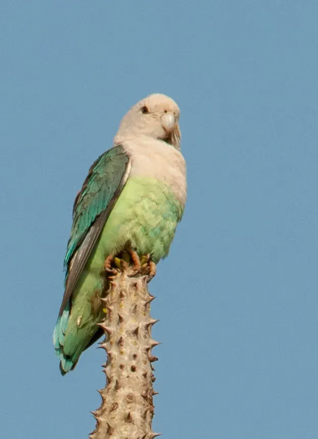 File:Agapornis canus 60586105.jpg
