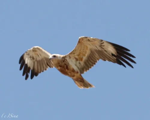 File:Hamirostra melanosternon 249331692.jpg
