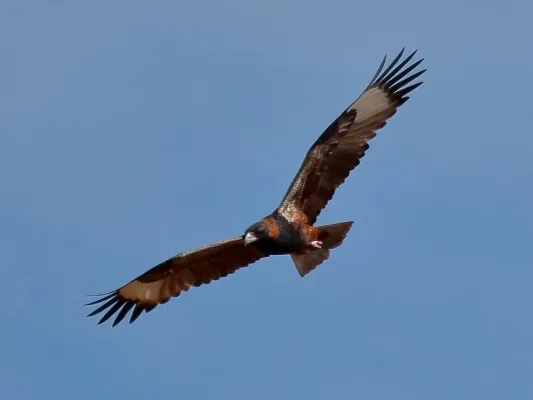 File:Hamirostra melanosternon 49730466.jpg