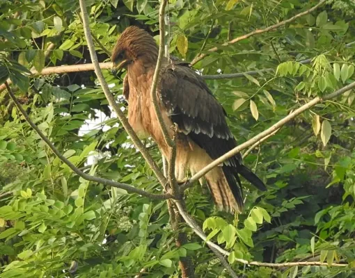 File:Clanga hastata 248934518.jpg