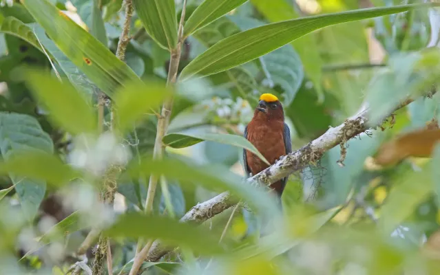 File:Catamblyrhynchus diadema 104827511.jpg