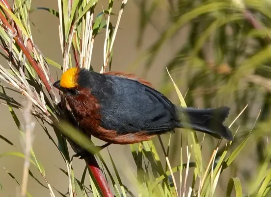 File:Catamblyrhynchus diadema 181602680.jpg