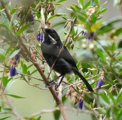 File:Diglossa mystacalis 252513503.jpg