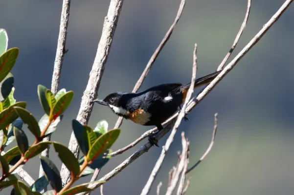 File:Diglossa mystacalis 102948715.jpg