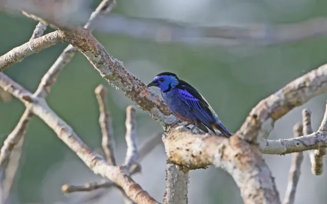 File:Tangara velia 160469366.jpg