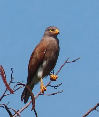 File:Butastur liventer 239274488.jpg