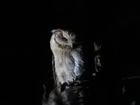 File:Indian Scops Owl Otus bakkamoena Sundarbans 01.jpg