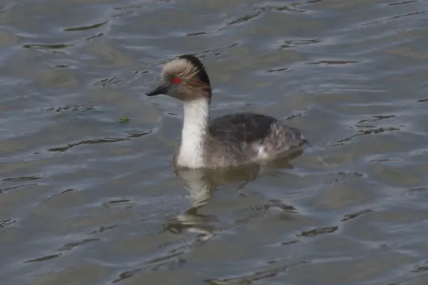 File:Podiceps occipitalis 117507794.jpg