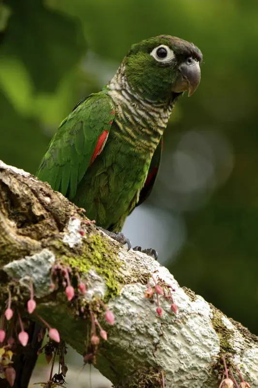 File:Pyrrhura melanura DT -Q Yasuni- (2) (20249701214).jpg