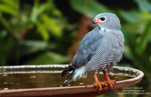 File:Kaupifalco monogrammicus 101458769.jpg