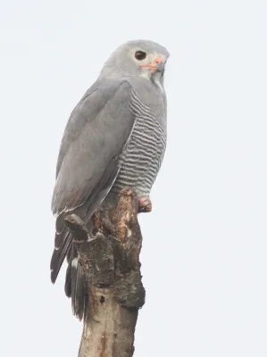 File:Kaupifalco monogrammicus 190287114.jpg