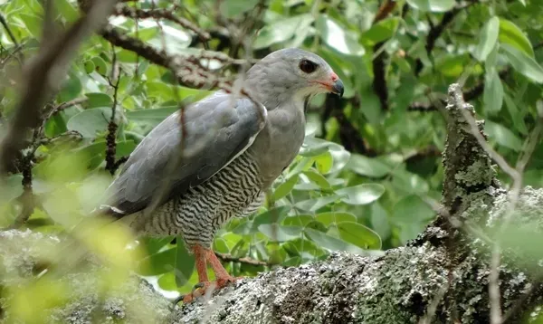 File:Kaupifalco monogrammicus 251786914.jpg