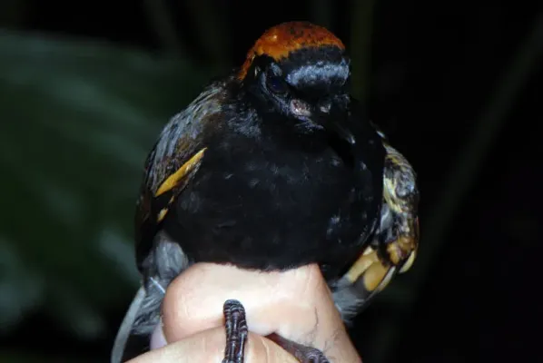 File:Formicarius colma DT -K Pañacocha- (6) (20864847431).jpg