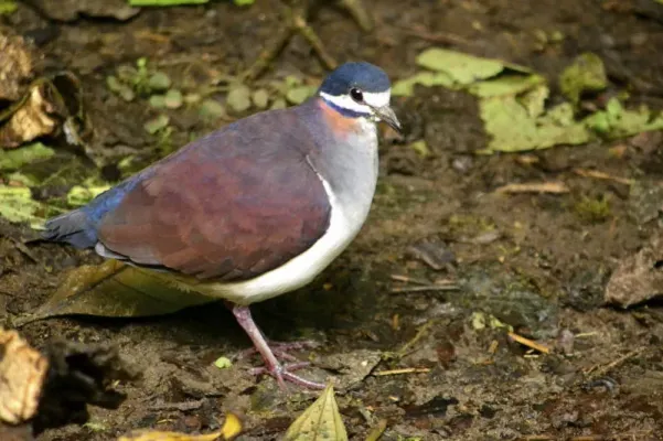 File:Geotrygon purpurata DT -P Milpe-Pachijal- (1) (20235252084).jpg