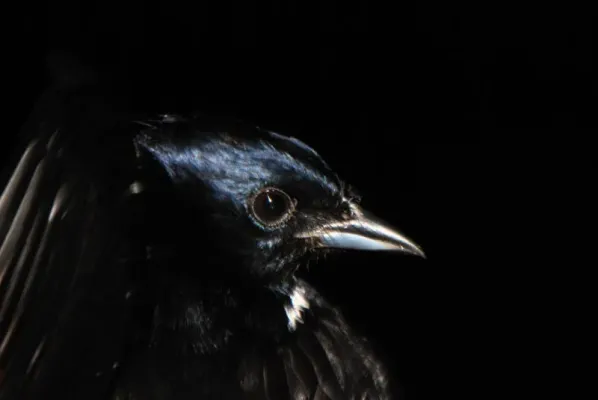 File:Tachyphonus surinamus macho DT -K BP Pañacocha- (1) (20743244860).jpg