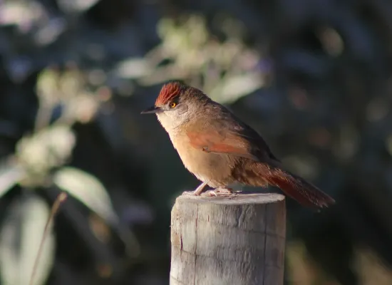 File:Greater Thornbird or Graveteiro (Phacellodomus ruber) (20075451400).jpg