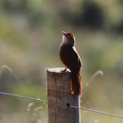 File:Greater Thornbird or Graveteiro (Phacellodomus ruber) (20078202759).jpg