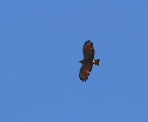 File:Gavião-caboclo or Savanna Hawk (Buteogallus meridionalis), or (Heterospizias meridionalis) (19640034044).jpg