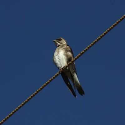 File:Brown-chested Martin? or Andorinha-do-campo (Progne tapera) (19670187204).jpg