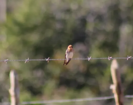 File:Tawny-headed Swallow or Andorinha morena (Alopochelidon fucata) (19670101074).jpg