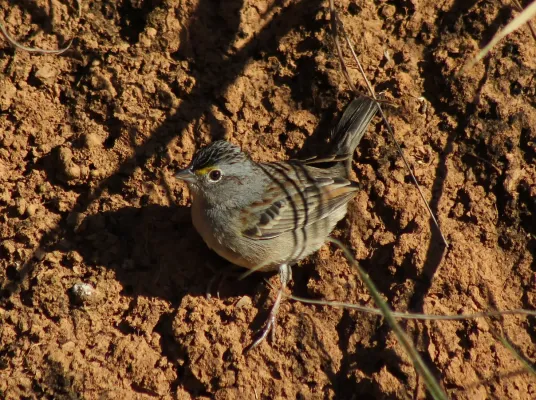 File:Grassland Sparrow or Tico-tico-do-campo (Ammodramus humeralis) (20320982306).jpg