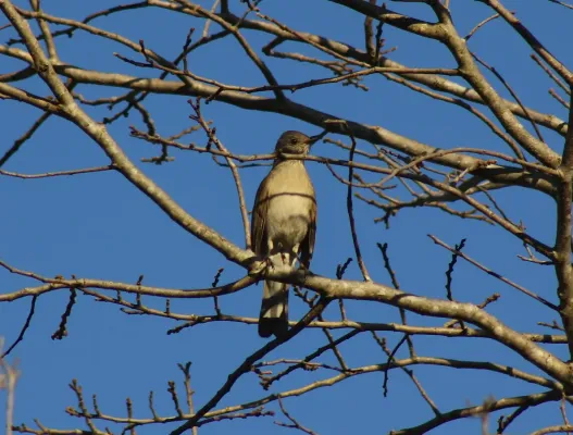 File:Pale-breasted Thrush or Sabiá-barranco (Turdus leucomelas) (20208826778).jpg