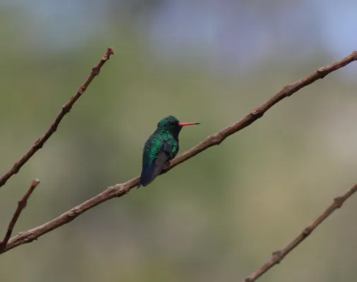 File:Glittering-bellied Emerald or besourinho-de-bico-vermelho (Chlorostilbon lucidus) (19812572034).jpg