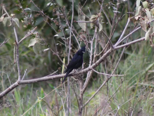 File:Crested Black Tyrant or Maria-preta-de-penacho, (Knipolegus lophotes) (20426529112).jpg