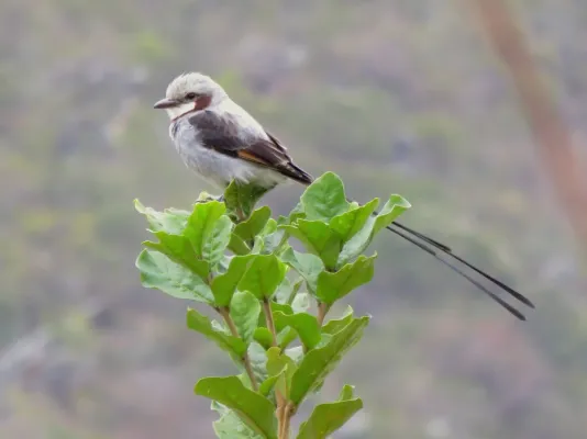 File:Streamer-tailed Tyrant or Tesoura-do-brejo (Gubernetes yetapa) (20267902230).jpg