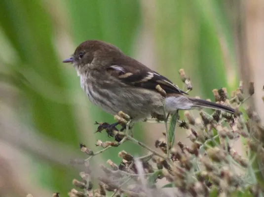 File:Bran-colored Flycatcher? or Filipe (Cnemotriccus fuscatus) (20482517821).jpg