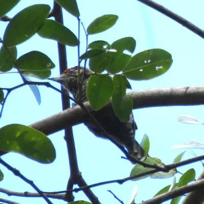File:White-barred Piculet (male) or Pica-pau-anão-barrado (Picumnus cirratus) (19949836553).jpg