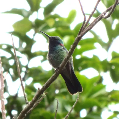 File:White-vented Violetear or Colibri-de-canto (Colibri serrirostris) (20543853176).jpg