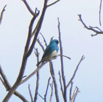 File:Swallow Tanager or Saí-Andorinha macho (Tersina viridis) (20405018798).jpg