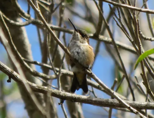 File:Amethyst Woodstar (female) or Beija-flor-estrelinha, (Calliphlox amethystina) (20411873360).jpg