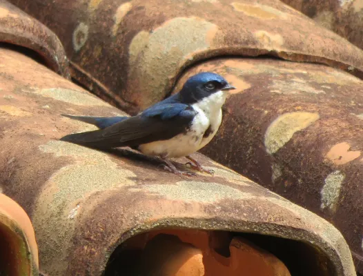 File:Blue and White Swallow or Andorinha-pequena-de-casa - (Pygochelidon cyanoleuca) (20634767955).jpg