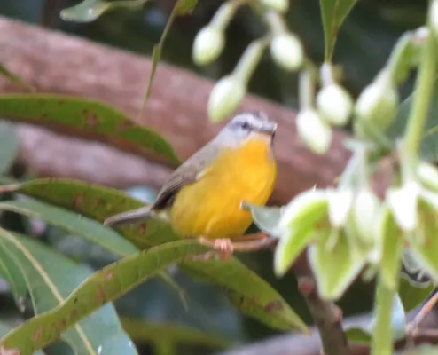 File:Golden-crowned Warbler or Pula-pula (Basileuterus culicivorus) (20737156755).jpg